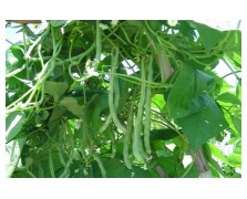 ΦΑΣΟΛΙ MAMBO (MANTRA)