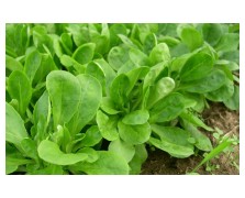 ΒΑΛΕΡΙΑΝΑ CORN SALAD 25 GR