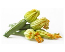 ΚΟΛΟΚΥΘΙ AMERIGO F1 -LARK SEEDS