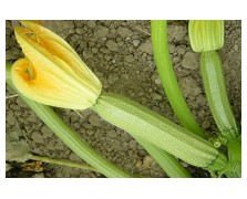 ΚΟΛΟΚΥΘΙ ATTICA BUSH DELICATAΓΕΩΠΟΝΙΚΗΣ 500 G