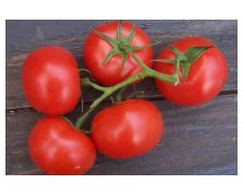 ΤΟΜΑΤΑ ALFETA F1 1.000 ΣΠΟΡΟΙ ΠΡΩΗΝ GALLI