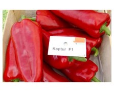 ΠΙΠΕΡΙΑ ΦΛΩΡΙΝΗΣ KAPTUR F1