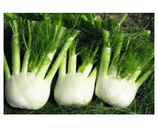 ΦΙΝΟΚΙΟ RONDO F1 2.500 ΣΠΟΡΟΙ