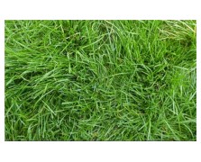 ΓΚΑΖΟΝ LOLIUM PERENNE BELIDA ΓΙΑ ΓΡΗΓΟΡΗ ΕΓΚΑΤΑΣΤΑΣΗ