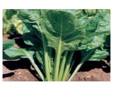 ΣΕΣΚΟΥΛΟ LISCIA VERDE DA TAGLIO  500G