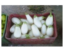 ΜΕΛΙΤΖΑΝΑ CLARA F1-FYTRO SEEDS