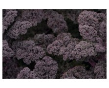 ΚΟΚΚΙΝΟ KALE-ΛΑΧΑΝΙΔΑ REDBOR F1 2.500 ΣΠΟΡΟΙ
