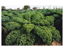 ΠΡΑΣΙΝΟ KALE-ΛΑΧΑΝΙΔΑ DARKIBOR F1 2.500 ΣΠΟΡΟΙ