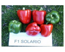 ΠΙΠΕΡΙΑ SOLARIO F1 1.000 ΣΠΟΡΟΙ 