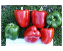 ΠΙΠΕΡΙΑ ΦΛΑΣΚΑ SOLARIO F1 1.000 ΣΠΟΡΟΙ 