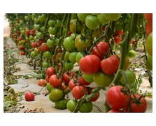 ΤΟΜΑΤΑ BELLAMIA F1 1.000 ΣΠΟΡΟΙ 