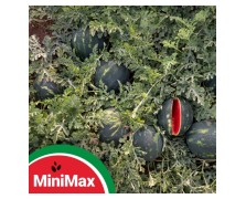 ΚΑΡΠΟΥΖΙ MINI MAX F1