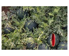 ΚΑΡΠΟΥΖΙ MINI MAX F1