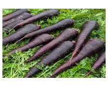 ΚΑΡΟΤΟ DEEP PURPLE F1 25.000 ΣΠΟΡΟΙ