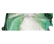 ΚΟΥΝΟΥΠΙΔΙ LECANU F1 2.500 ΣΠΟΡΟΙ