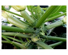 ΚΟΛΟΚΥΘΙ NIREAS F1 ΠΡΩΗΝ CORONA F1 1.000 ΣΠΟΡΟΙ