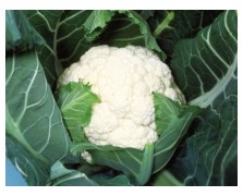 ΚΟΥΝΟΥΠΙΔΙ TYPICAL F1 2.500 ΣΠΟΡΟΙ