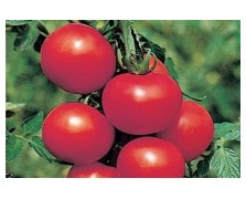 ΤΟΜΑΤΑ SAVINE F1 1.000 ΣΠΟΡΟΙ