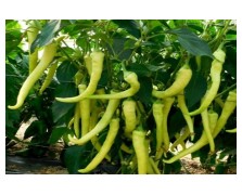 ΠΙΠΕΡΙΑ IAGO F1