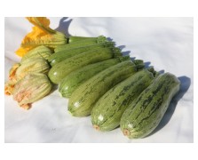 ΚΟΛΟΚΥΘΙ DOLMAS F1 1.000 ΣΠΟΡΟΙ