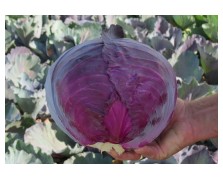 ΚΟΚΚΙΝΟ ΛΑΧΑΝΟ ROMUS F1 2.500 ΣΠΟΡΟΙ