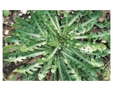 ΡΑΔΙΚΙ ΤΑΡΑΞΑΚΟ TARAXACUM DANDELION 25 GR