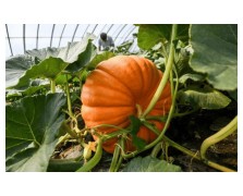 ΚΟΛΟΚΥΘΑ BIG MAX 25 GR