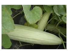 ΞΥΛΑΓΓΟΥΡΟ ΧΙΟΥ POLIGNANO