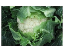 ΚΟΥΝΟΥΠΙΔΙ JEROME F1 2.500 ΣΠΟΡΟΙ