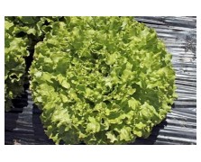 ΜΑΡΟΥΛΙ MINESTRONE 5.000 ΣΠΟΡΟΙ