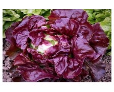 ΜΑΡΟΥΛΙ PICHOLINE 5.000 ΣΠΟΡΟΙ