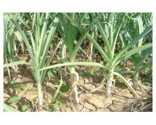 ΠΡΑΣΟ LEEK GEANT D HIVER(WINTER GIANT) 500 G