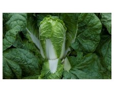 ΚΙΝΕΖΙΚΟ ΛΑΧΑΝΟ ENDURO F1 2.500 ΣΠΟΡΟΙ