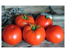 ΤΟΜΑΤΑ RED BOUNTY F1 1.000 ΣΠΟΡΟΙ
