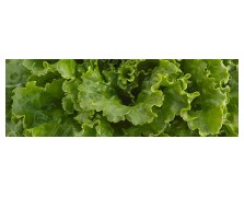 ΜΑΡΟΥΛΙ CORIOLE 5.000 PILLS