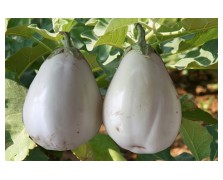 ΣΠΟΡΟΦΥΤΑ ΛΕΥΚΗΣ ΣΤΡΟΓΓΥΛΗΣ ΜΕΛΙΤΖΑΝΑΣ