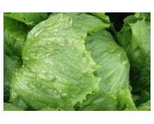 ΣΠΟΡΟΦΥΤΑ ΜΑΡΟΥΛΙΟΥ ICEBERG