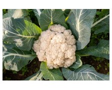 ΣΠΟΡΟΦΥΤΑ ΚΟΥΝΟΥΠΙΔΙΟΥ