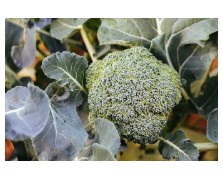 ΣΠΟΡΟΦΥΤΑ ΠΡΑΣΙΝΟΥ ΜΠΡΟΚΟΛΟΥ