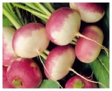 ΡΕΒΑ ΔΙΧΡΩΜΗ TURNIP PURPLE TOP 500 G