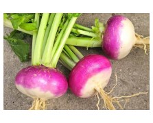 ΡΕΒΑ ΔΙΧΡΩΜΗ TURNIP PURPLE TOP 500 G