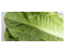 ΜΑΡΟΥΛΙ OLGADA 5.000 ΣΠΟΡΟΙ