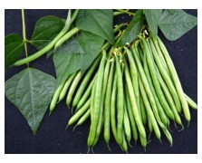 ΦΑΣΟΛΙ PARKER 1 KG