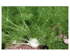 ΜΑΡΑΘΟΣ ΑΡΩΜΑΤΙΚΟΣ 