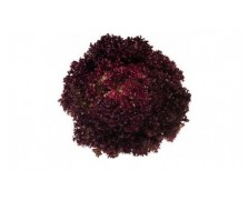 ΜΑΡΟΥΛΙ LOLLO ROSSA REDINO 10 G