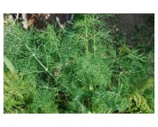 ΑΝΗΘΟΣ CERES 1 KG