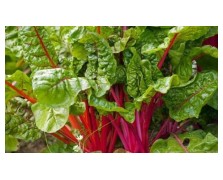 ΣΕΣΚΟΥΛΟ ΚΟΚΚΙΝΟ RED RHUBARB 500 GR