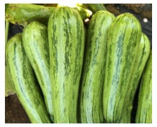 ΚΟΛΟΚΥΘΙ BENGAL F1 