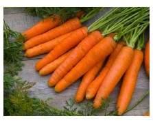 ΚΑΡΟΤΟ NANTES AMELIOREE F1 500 G