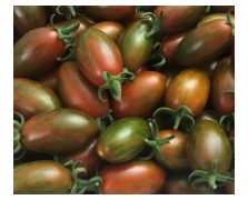 ΤΟΜΑΤΑ TIGER BROWN PLUM F1